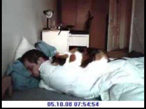 Real Simon’s cat