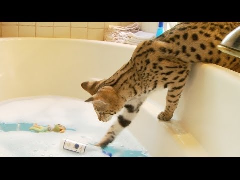 Gatto Savannah gioca nel lavandino