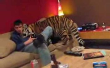 Il ragazzo che vive con una tigre in casa