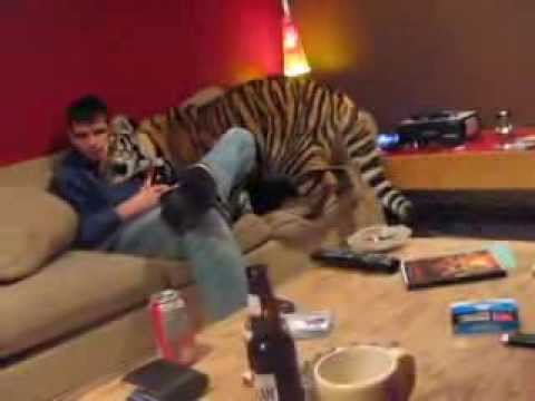 Il ragazzo che vive con una tigre in casa