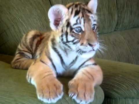 Tigre gioca con cane