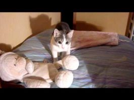 Il momento delle “corse matte”!