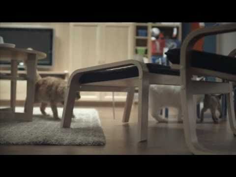 Gatti invadono Ikea a Londra: il backstage