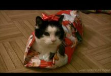 Come incartare un gatto di Natale