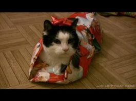 Come incartare un gatto di Natale