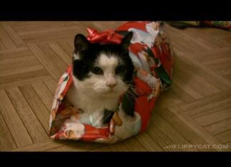 Come incartare un gatto di Natale