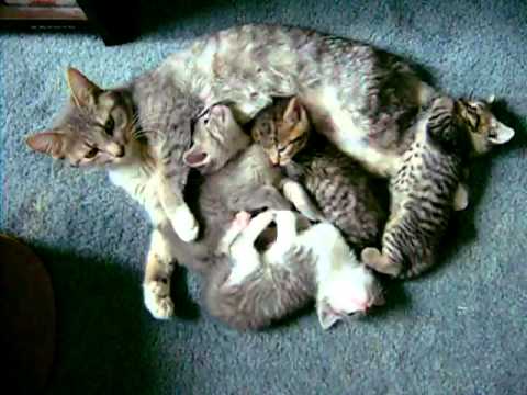 I gattini più teneri del mondo