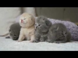 Quattro teneri gattini