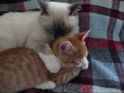 Gatti coccolosi