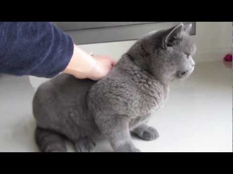 Henry, un british shorthair bellissimo e coccolone