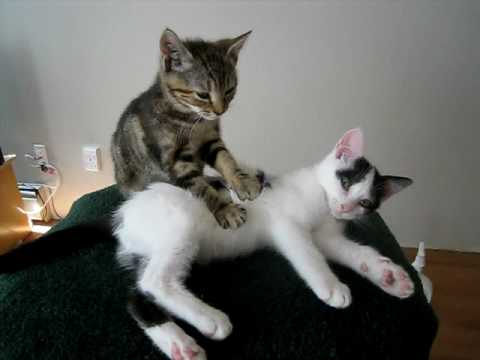 Thai massage therapy… gattosa