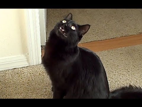 Gatto vs formica