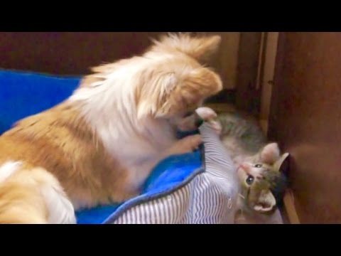 Un chihuahua e un gattino giocano insieme