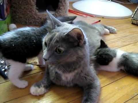 Kim chiama i suoi cuccioli