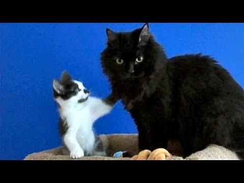 Il gattone di casa socializza con un nuovo arrivato