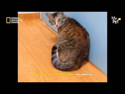 Gatto attore
