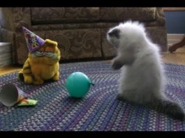 Festa di compleanno Festa di compleanno