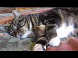 Gatto abbraccia pulcino