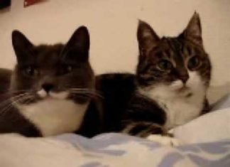 Conversazione tra gatti
