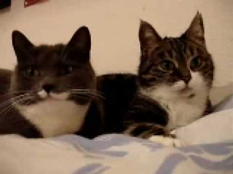 Conversazione tra gatti
