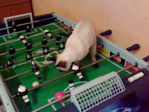 Gatto siamese gioca a calcetto