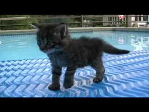 Un simpatico gattino
