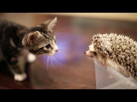 Gattino incontra un riccio
