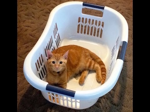 Gatto divertente sotto un cesto della biancheria
