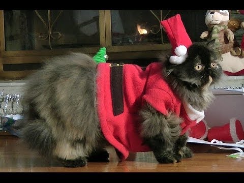 Santa Paws, a Kitty Christmas
