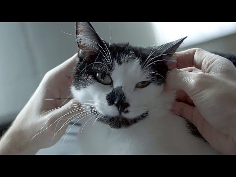 6 modi con cui il gatto dimostra di amarci