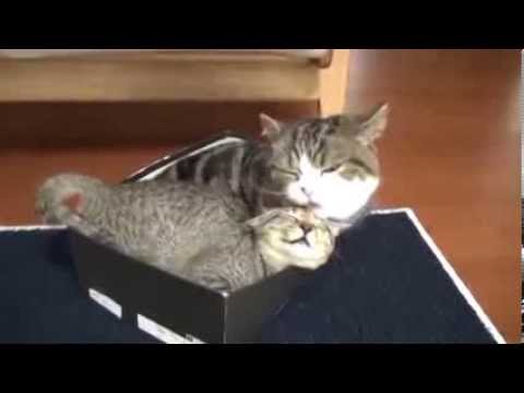I momenti più belli di Maru e Hana