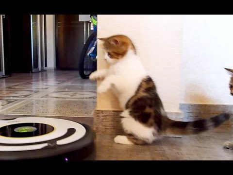 Gattino balla il tango