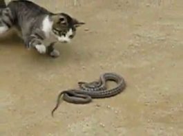 Gatto vs serpente