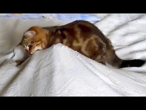 Gattino alle prese con uno spaventoso fantasma