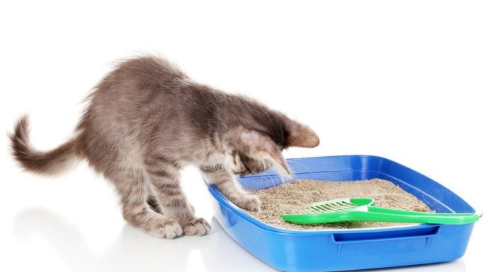 Lettiera per gatti: come sceglierla