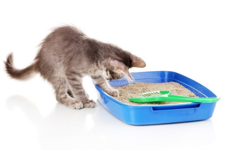 Lettiera per gatti: come sceglierla