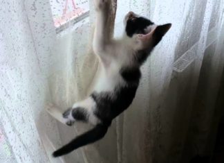 gatto sulle tende