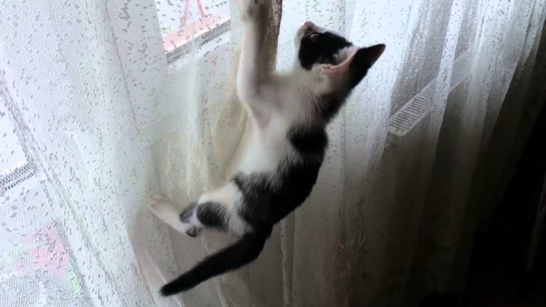 gatto sulle tende