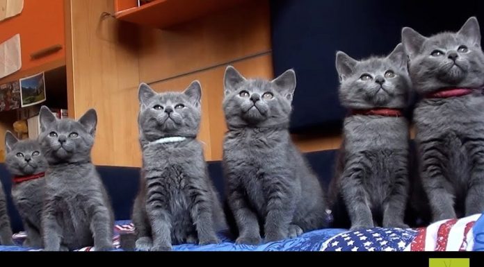 Mamma Sheila e i suoi otto gattini