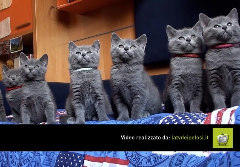 Mamma Sheila e i suoi otto gattini