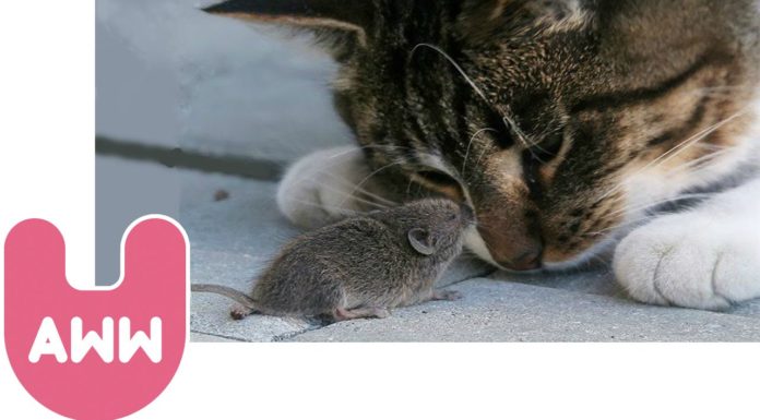 Come fanno un gatto e un topo a essere amici?