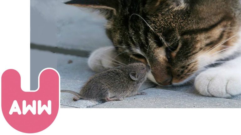 Come fanno un gatto e un topo a essere amici?