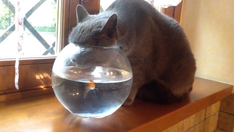 Gatto beve dalla boccia del pesce rosso