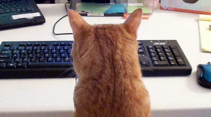 Cole e Marmalade aiutano il loro umano al lavoro