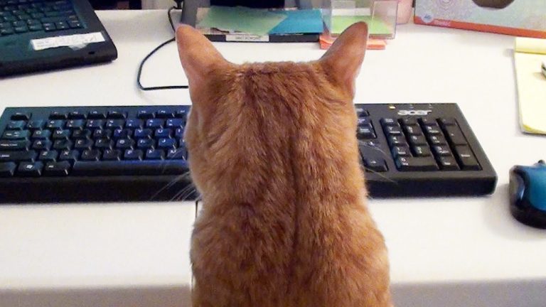 Cole e Marmalade aiutano il loro umano al lavoro
