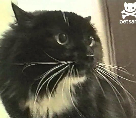 Il gatto del pirata Long John Silver