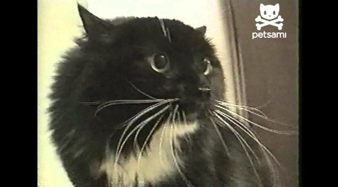 Il gatto del pirata Long John Silver