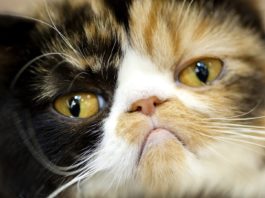 I rimpianti dei gatti