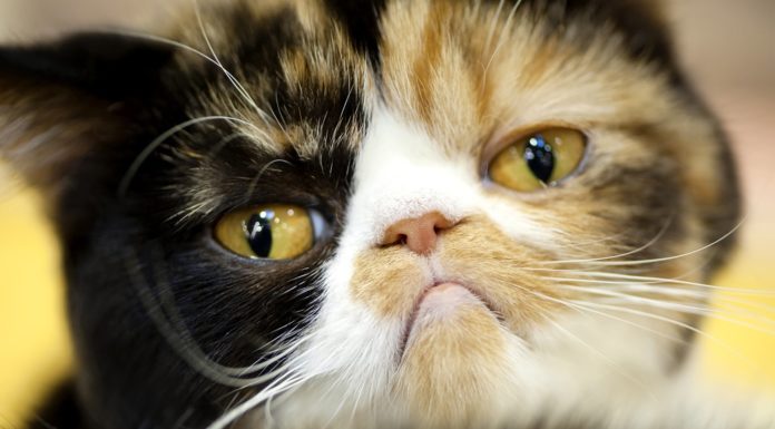 I rimpianti dei gatti