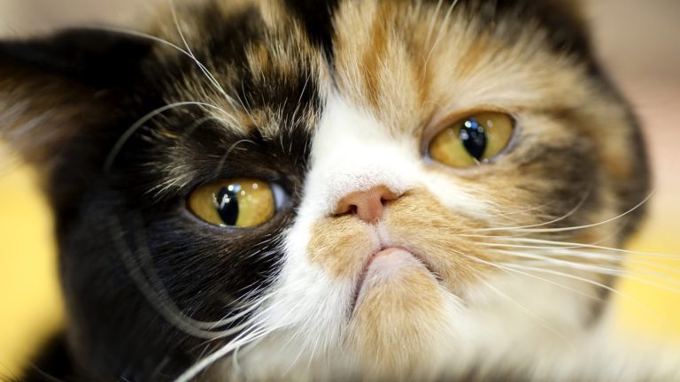I rimpianti dei gatti